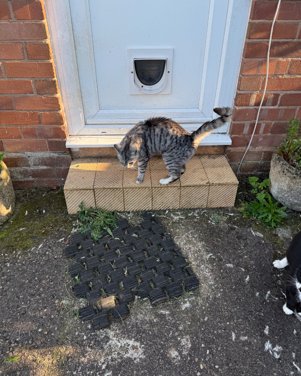 Missing Cat - Kennford