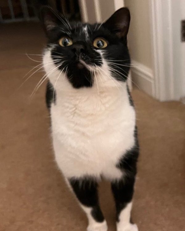 Missing Cat - South Molton