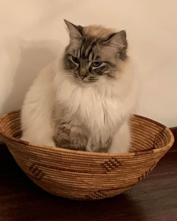 Found Cat - Weston Lullingfields