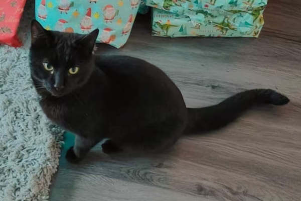 Missing Cat - Chester