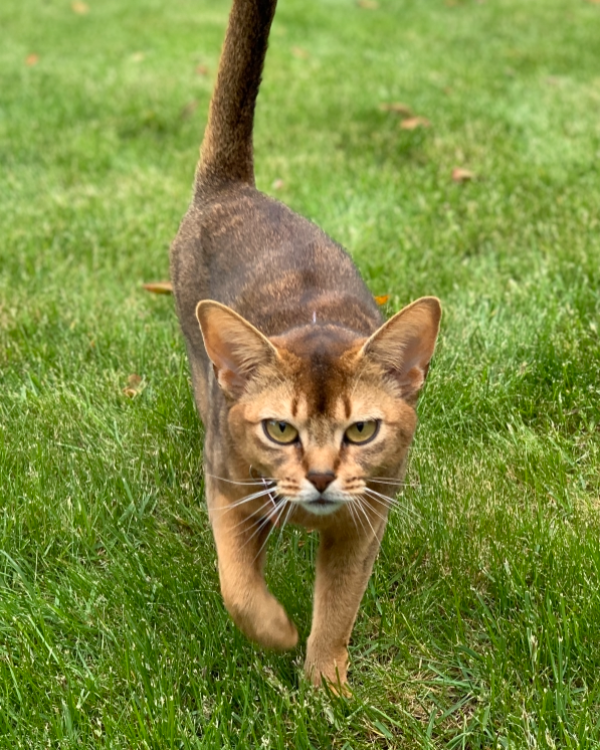 Missing Cat - Dundee