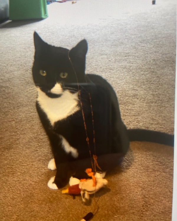 Missing Cat - Ashgrove Road, Newry