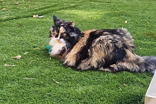 Found Cat - Brighton and Hove