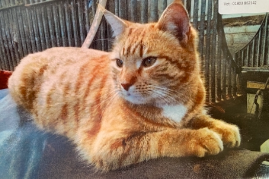 Missing Cat - Totnes