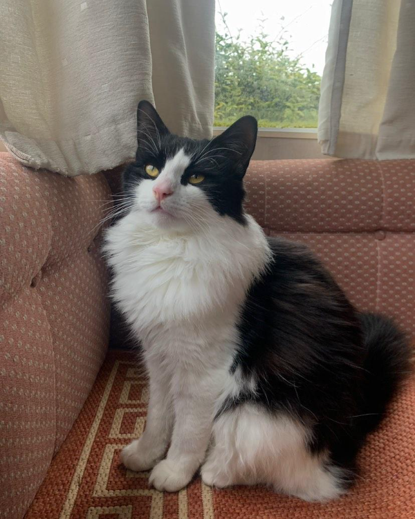 Found Cat - Habberley