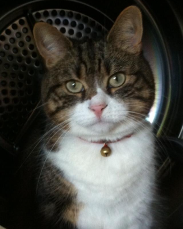 Missing Cat - Downhead Park