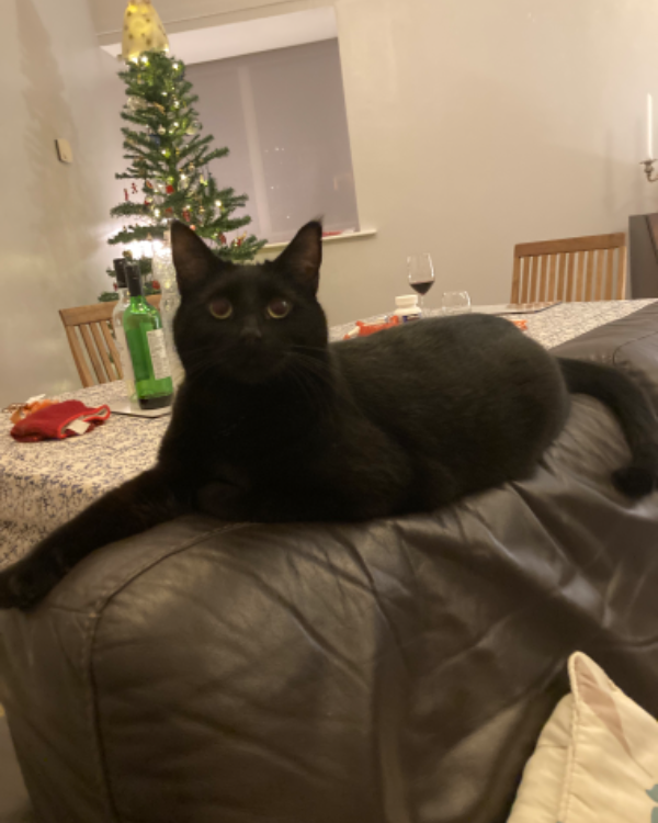 Missing Cat - Woodbridge