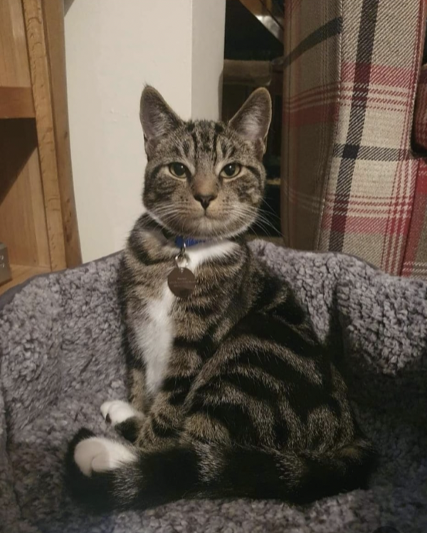 Missing Cat - North Walsham