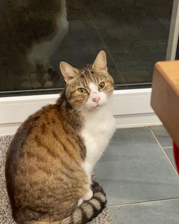 Missing Cat - Morecambe