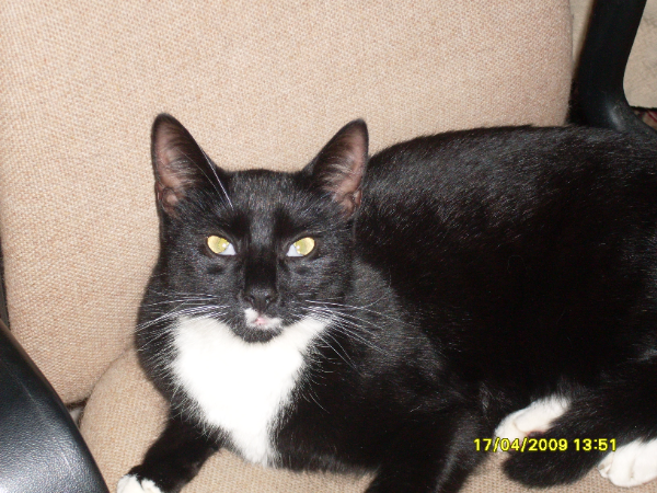 Missing Cat - Newport