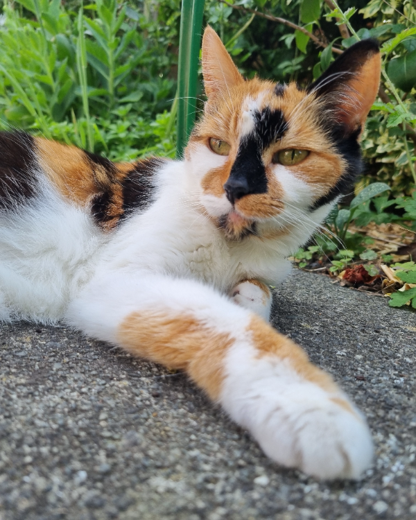 Missing Cat - Aldershot