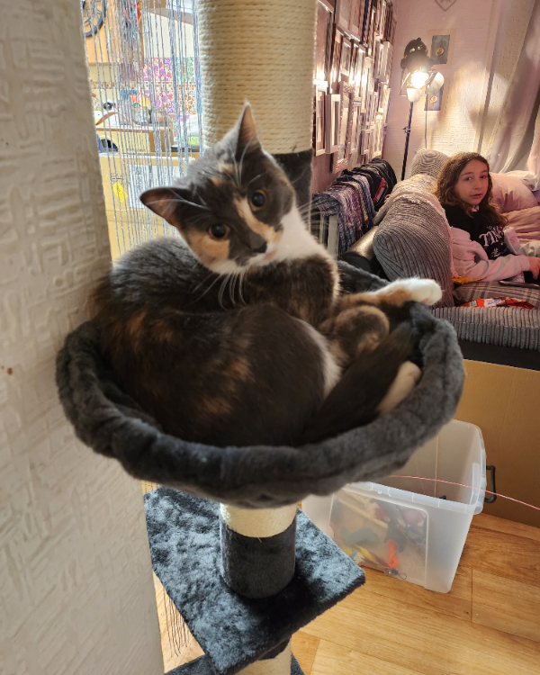 Found Cat - Port Talbot