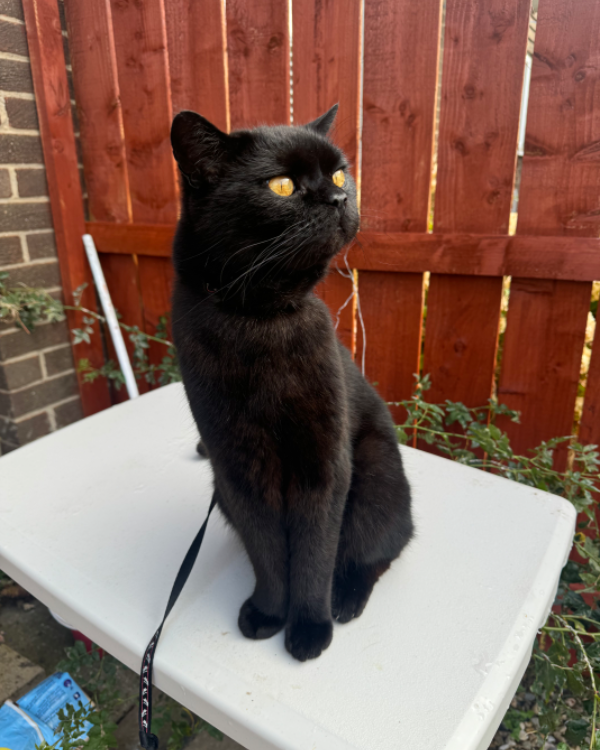 Missing Cat - Amble