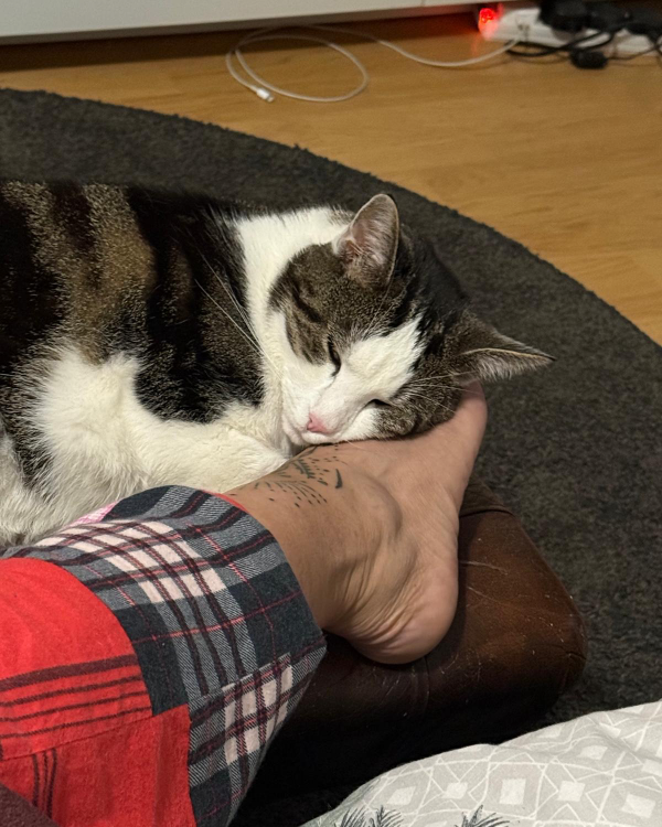 Missing Cat - rg1 4je