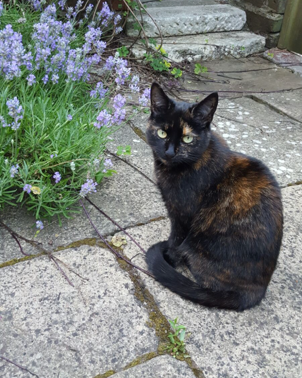 Missing Cat - Blandford Forum