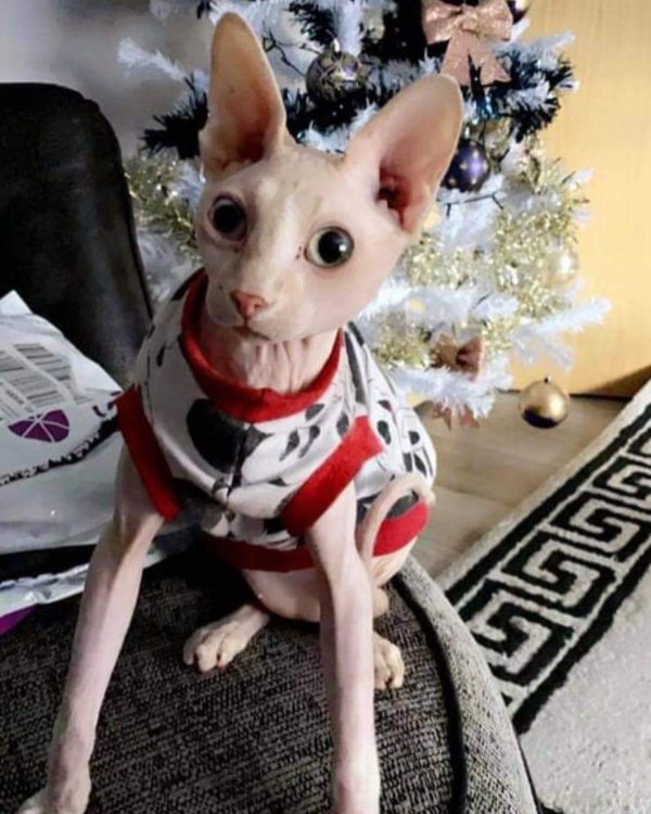 Missing Cat - Unknown