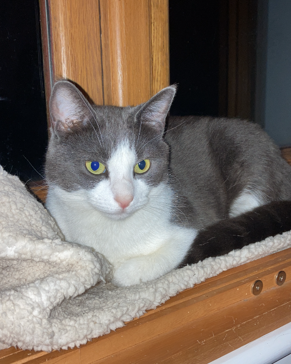 Found Cat - Awbridge