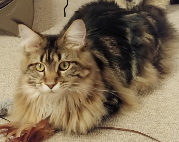 Missing Cat - Cumnock