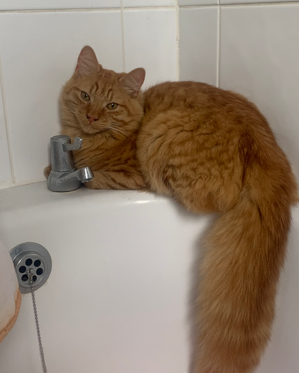 Missing Cat - Sheringham