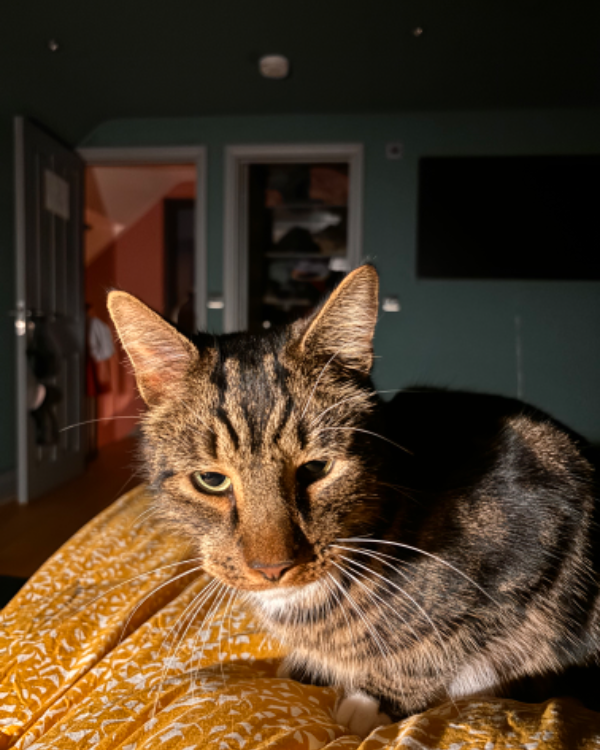 Missing Cat - Brampton