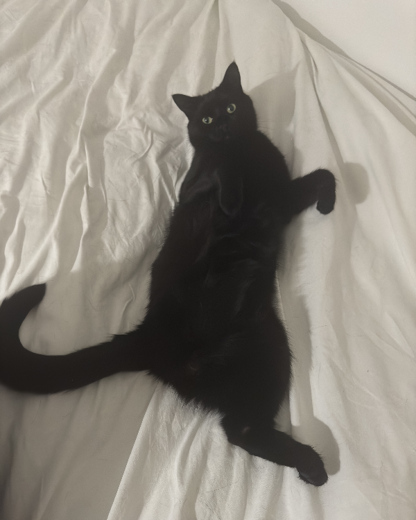 Missing Cat - Stockton-on-Tees