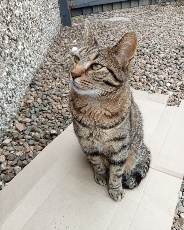 Missing Cat - Portstewart