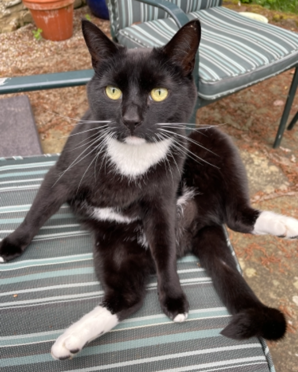 Found Cat - Thornton-le-Beans