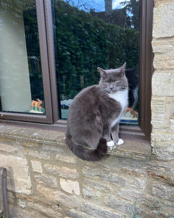 Missing Cat - Cirencester