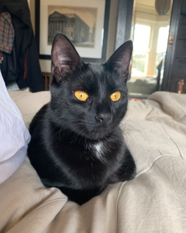 Missing Cat - Rosneath