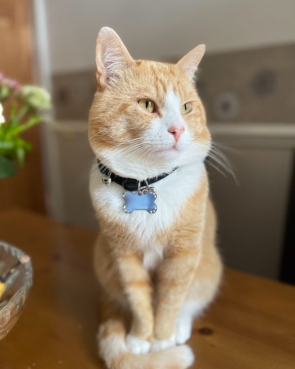 Missing Cat - Carlisle