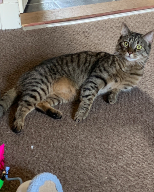 Found Cat - Dunblane