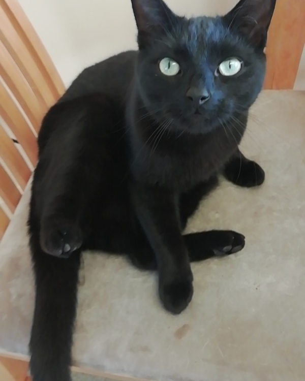 Missing Cat - Welshpool