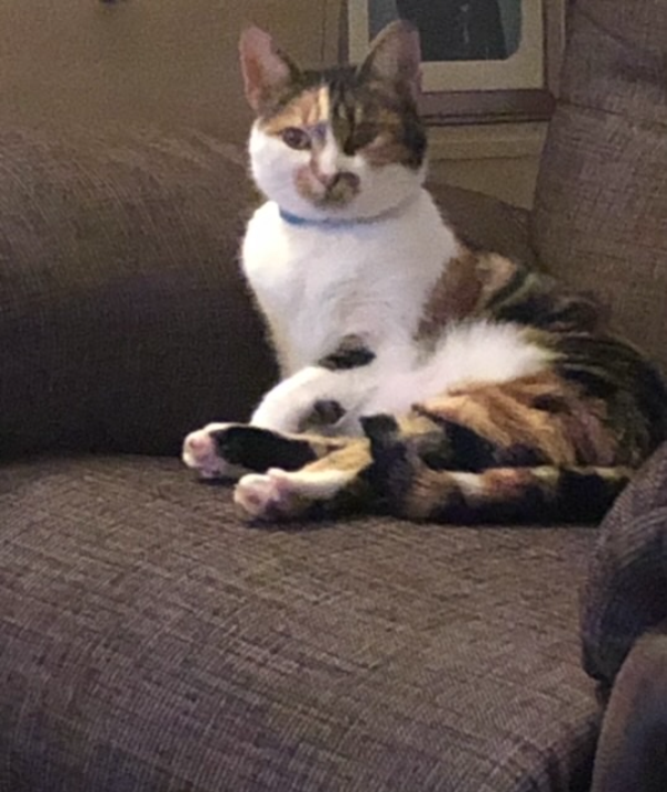 Found Cat - Metheringham