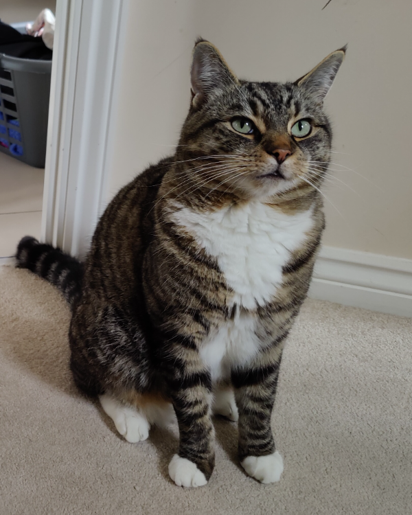 Missing Cat - Market Drayton