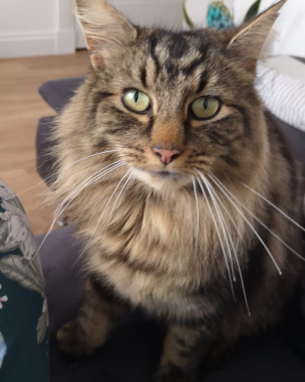 Missing Cat - Cumnock