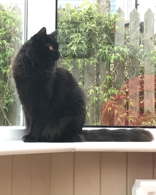 Missing Cat - Mumbai