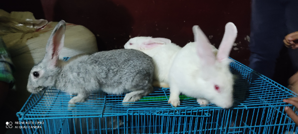 Missing Cat - Anantapur