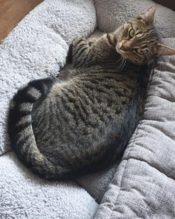 Missing Cat - Tidworth