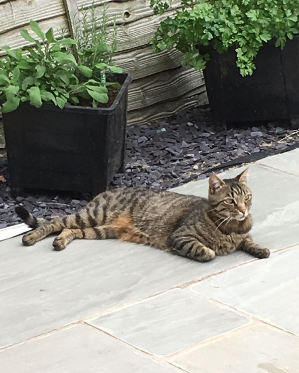 Missing Cat -  Tanhouse Lane, Malvern