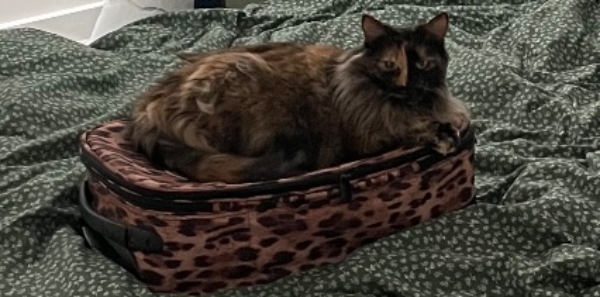 Found Cat - Arbroath