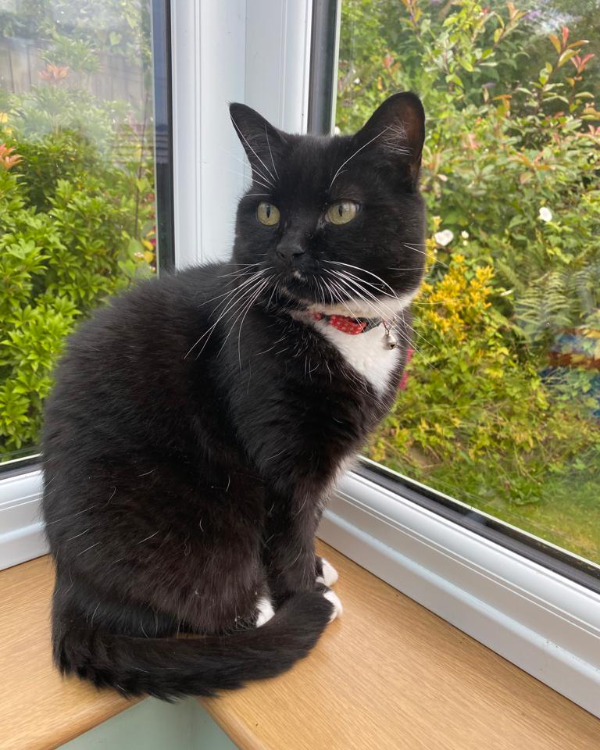 Missing Cat - Whitchurch