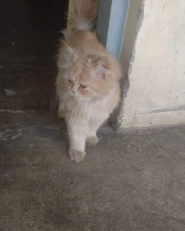 Missing Cat - Shahi Abad