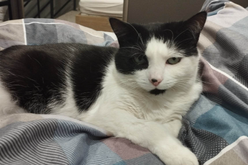 Missing Cat - Kaunas