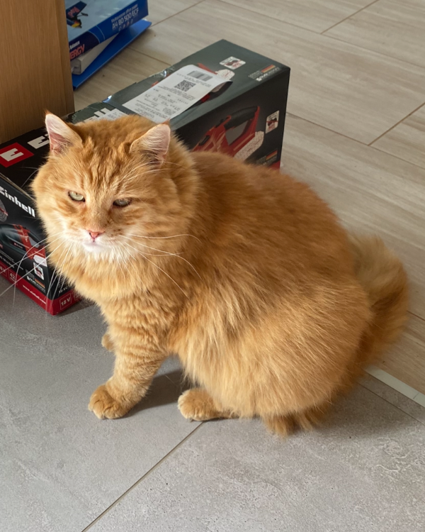 Missing Cat - Valpovo