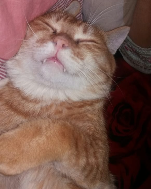 Missing Cat - Samatha Colony