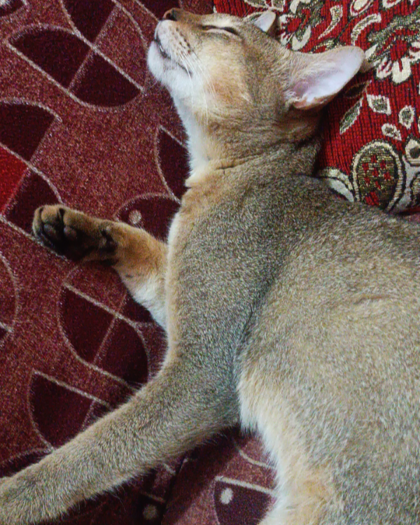 Missing Cat - Saharsa