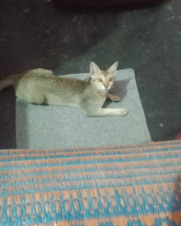 Missing Cat - Saharsa