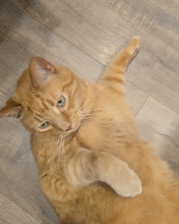 Missing Cat - Berkel en Rodenrijs