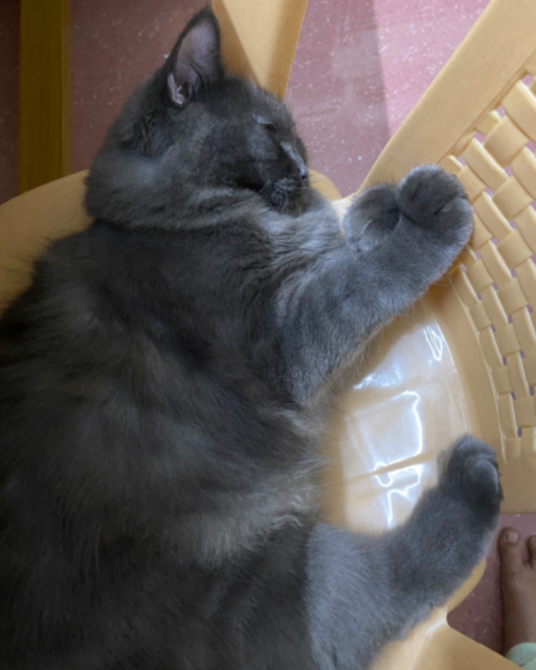 Missing Cat - Chennai