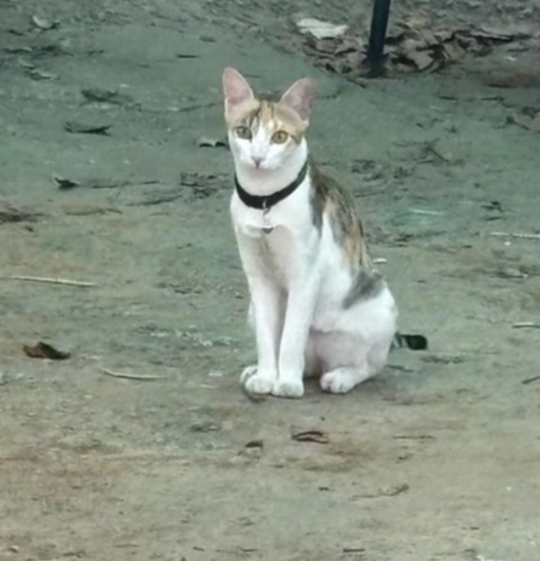 Missing Cat - Reflex Housing Layout